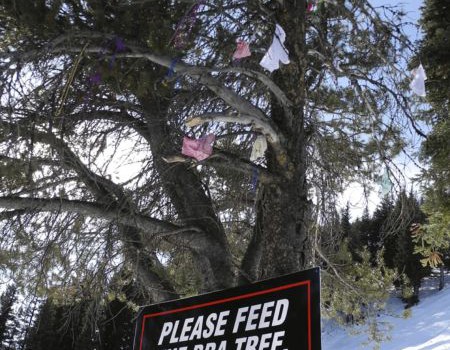 AXE.Bra Tree 1
