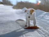 Fido