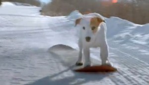 Fido