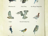Birds_web