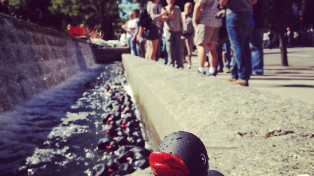 Duck photo