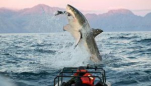 Copied from Playback - SharkWeek2-1