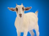 GOAT-2-4C-300-CROP - nov 2012