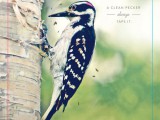 ad-pecker