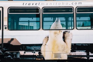 travel manitoba Calgary polar bear2