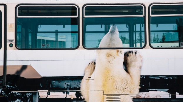 travel manitoba Calgary polar bear2