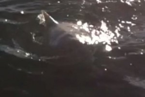SharkWeek