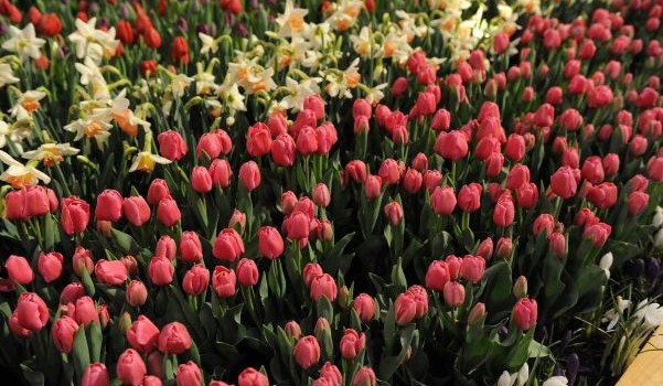 CanadaBlooms