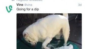twitterVideo