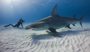 Copied from Playback - Copied from Realscreen - Bahama Blue (Photo: Grant Johnson)